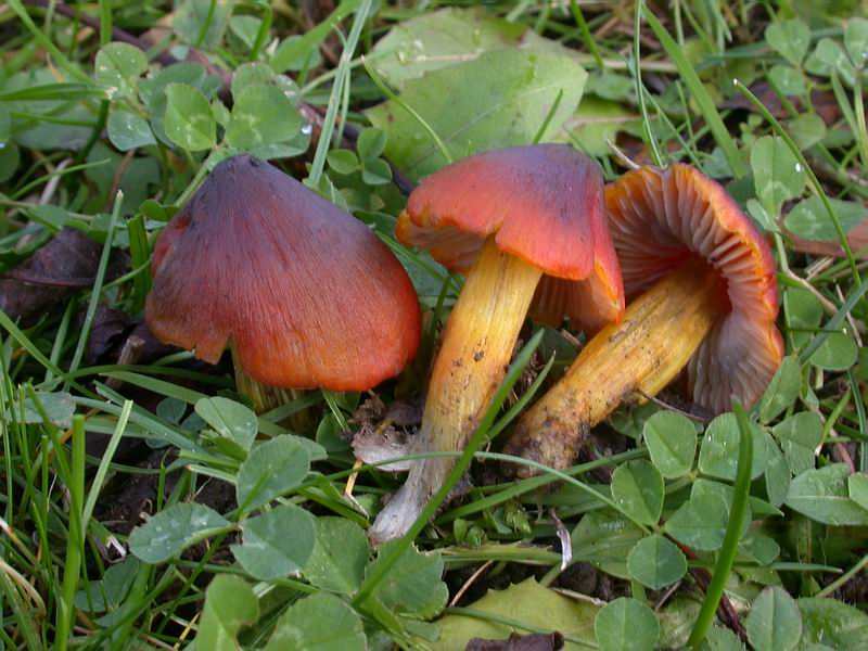 Funghi d'' oltre Manica